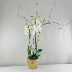 NATURAL ORCHIDS