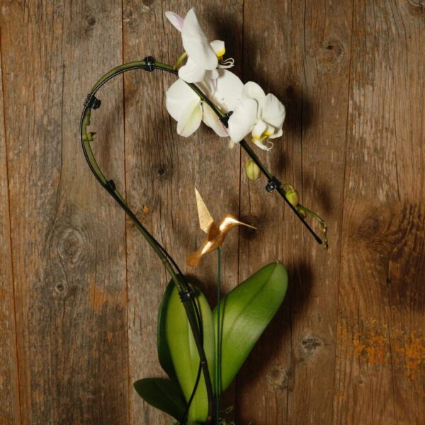 NATURAL ORCHID WITH HUMMINGBIRD BY DAVIT NAVA